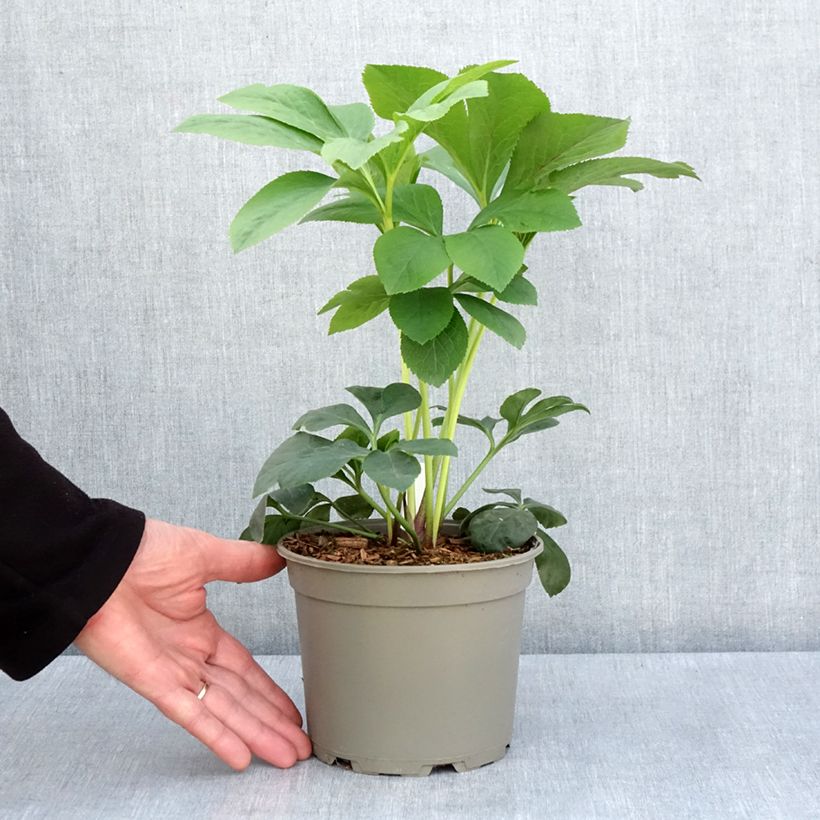 Eléboro oriental Peach with Dark Center Maceta 2L/3L Ejemplar entregado en la primavera