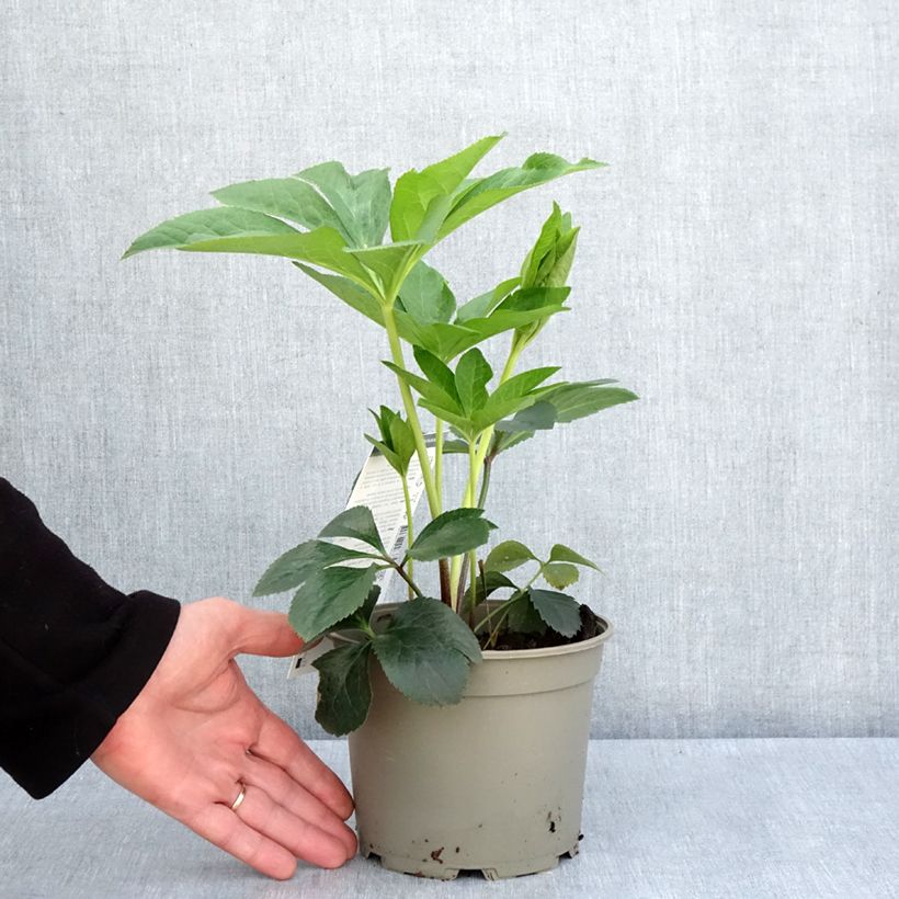 Eléboro oriental Picotee Maceta 2L/3L Ejemplar entregado en la primavera