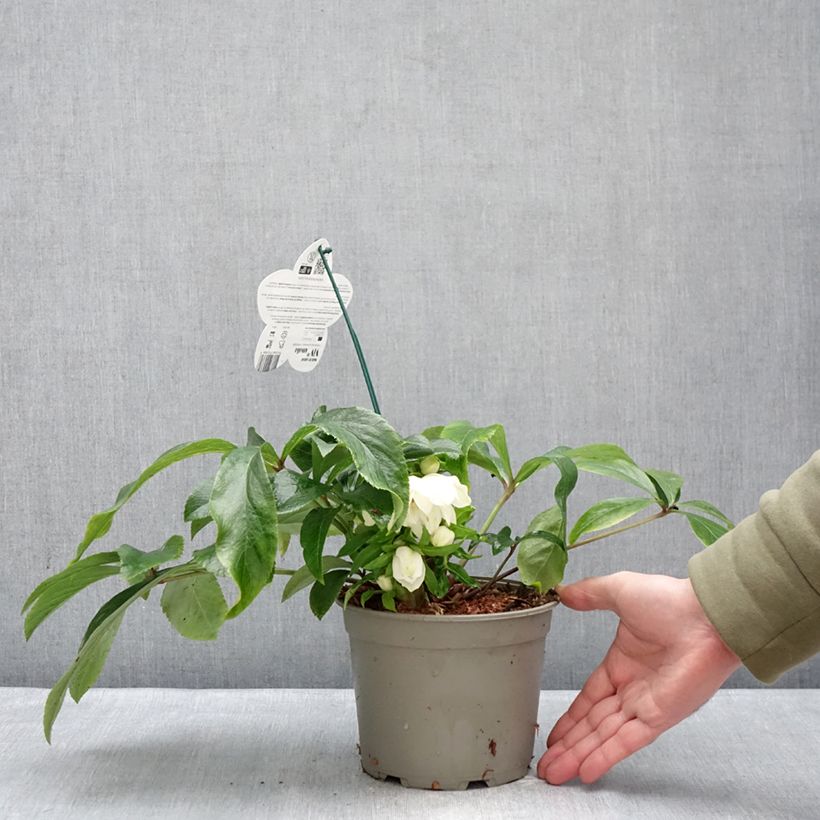 Eléboro oriental ViV Amalia Maceta 2L/3L Ejemplar entregado en invierno