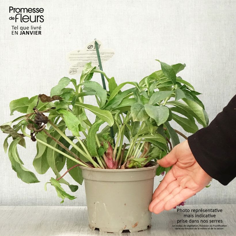 Eléboro oriental ViV Ariana Maceta 2L/3L Ejemplar entregado en invierno