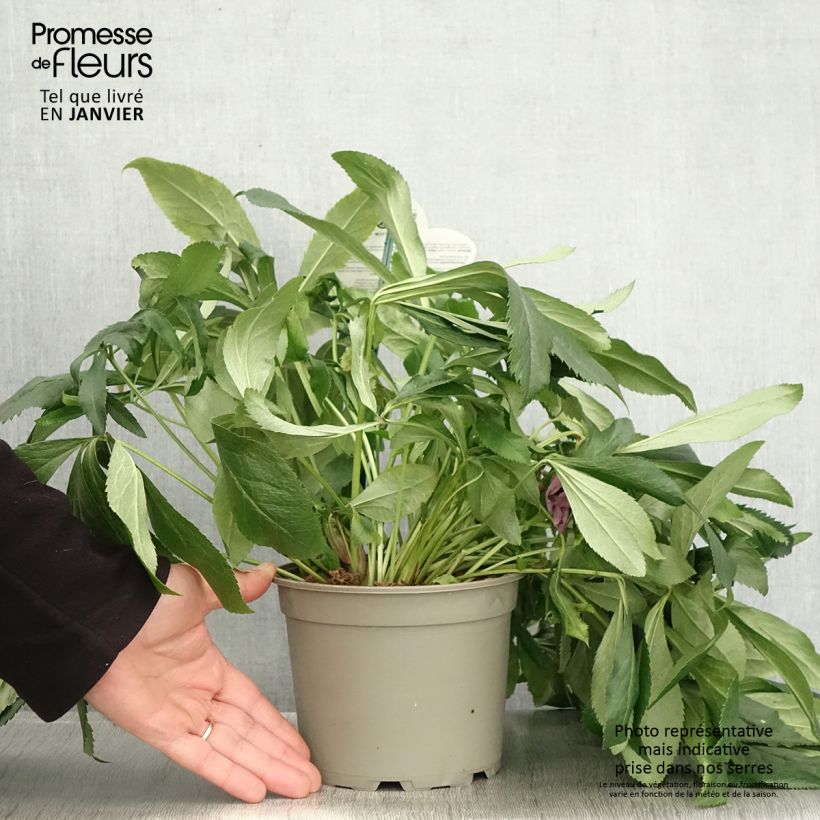 Eléboro oriental ViV Batista Maceta 2L/3L Ejemplar entregado en invierno