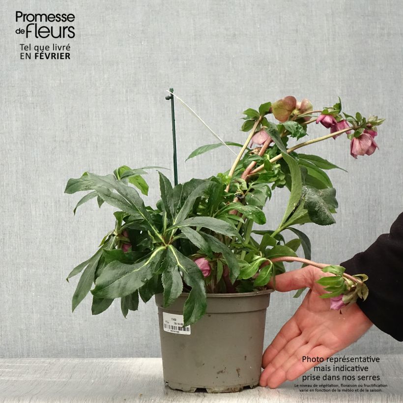 Eléboro oriental ViV Carlotta Maceta 2L/3L Ejemplar entregado en invierno