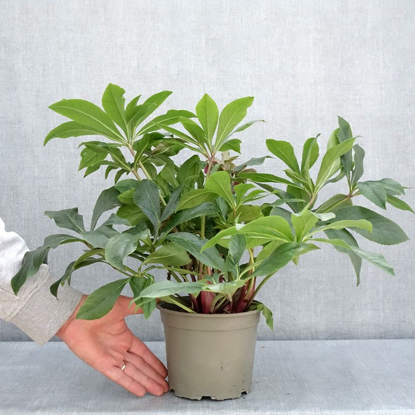 Eléboro oriental ViV Carlotta Maceta 2L/3L Ejemplar entregado en la primavera