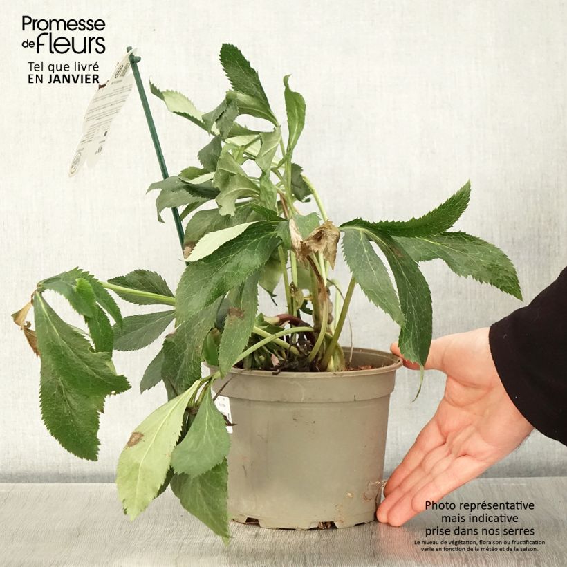 Eléboro oriental ViV Elena Maceta 2L/3L Ejemplar entregado en invierno