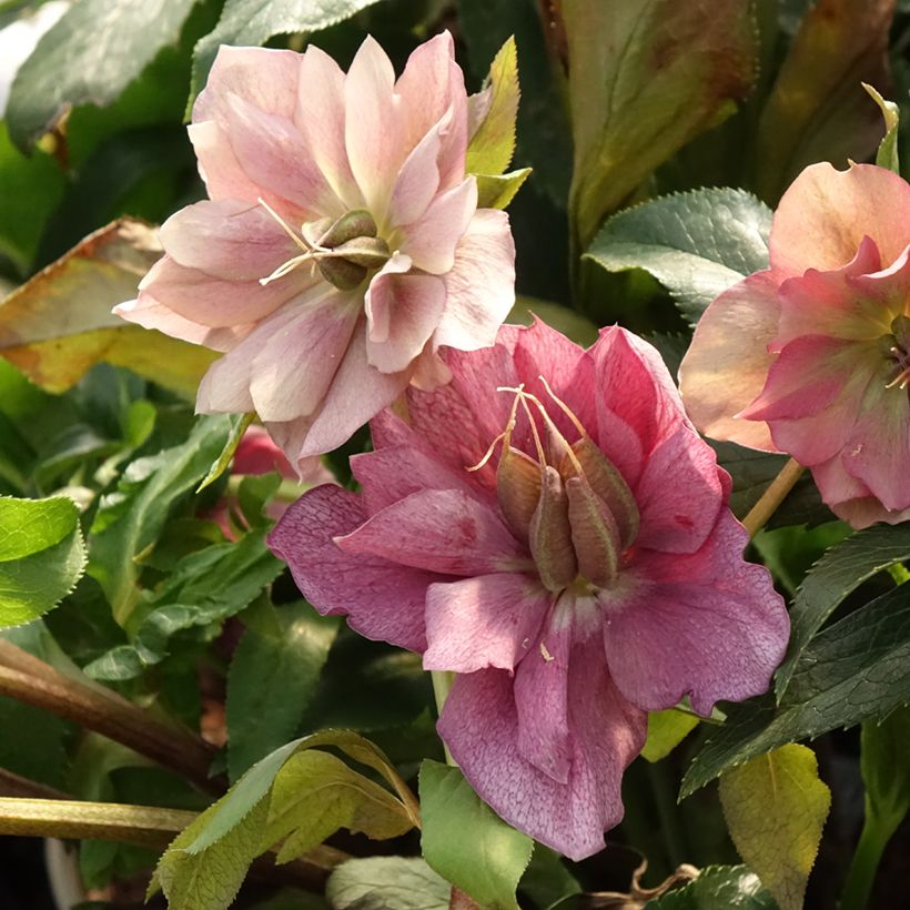 Eléboro oriental ViV Elena (Follaje)