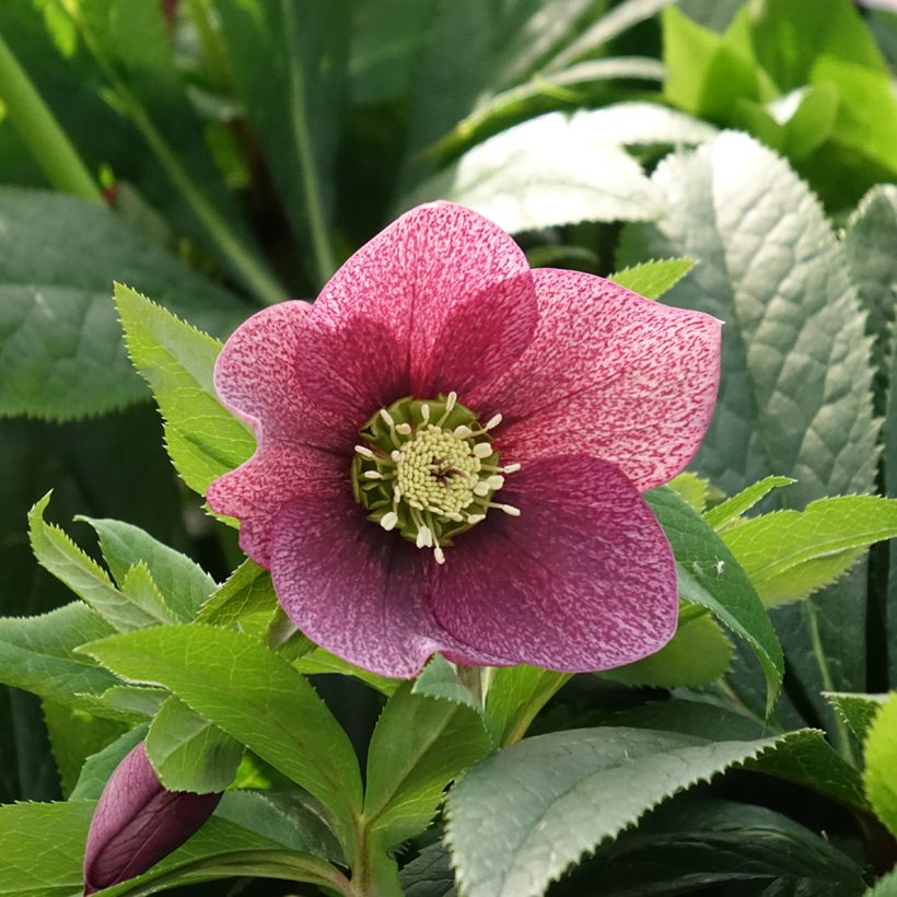 Eléboro oriental ViV Eloisa (Floración)