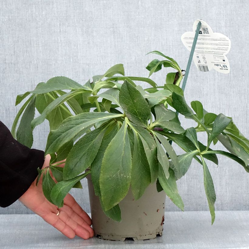 Eléboro oriental ViV Halina Maceta 2L/3L Ejemplar entregado en invierno