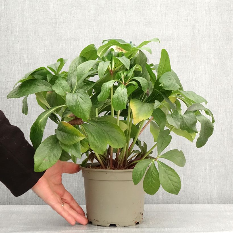 Eléboro oriental ViV Lucrezia Maceta 2L/3L Ejemplar entregado en invierno