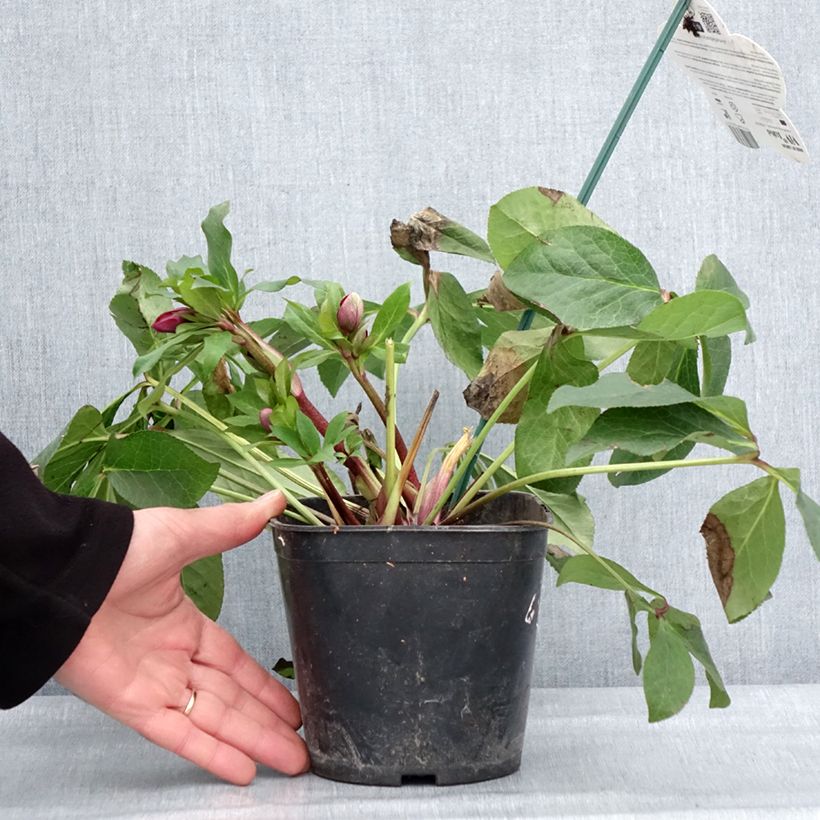 Eléboro Luisa - Eléboro Maceta 2L/3L Ejemplar entregado en invierno