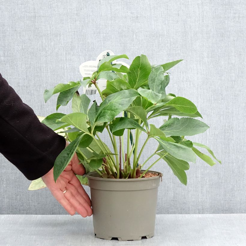 Eléboro Luisa - Eléboro Maceta 2L/3L Ejemplar entregado en la primavera