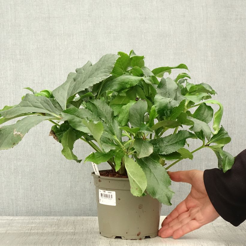 Ejemplar de Eléboro oriental ViV Micaela Maceta 2L/3L entregado en otoño