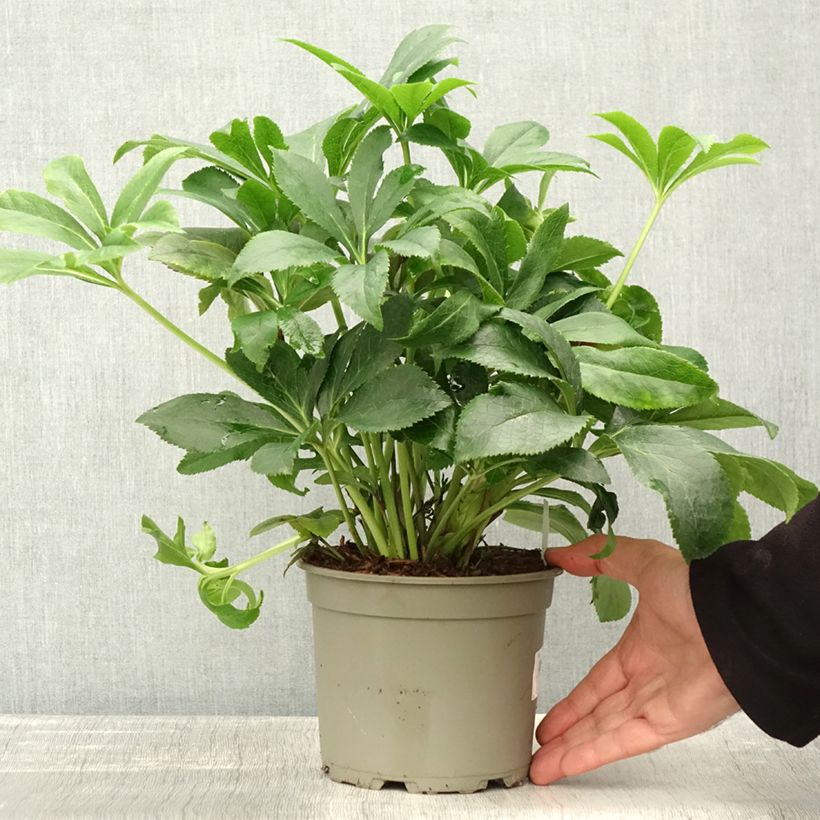 Ejemplar de Eléboro oriental ViV Milana Maceta 2L/3L entregado en otoño
