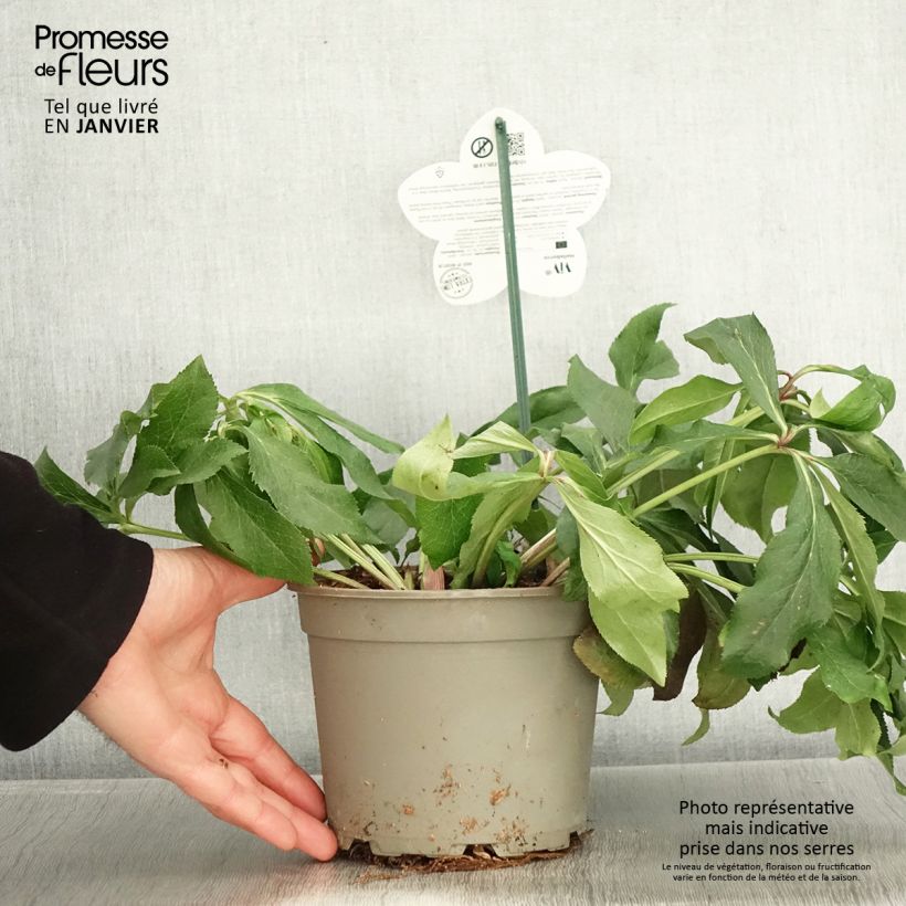 Eléboro oriental ViV Rosa Maceta 2L/3L Ejemplar entregado en invierno