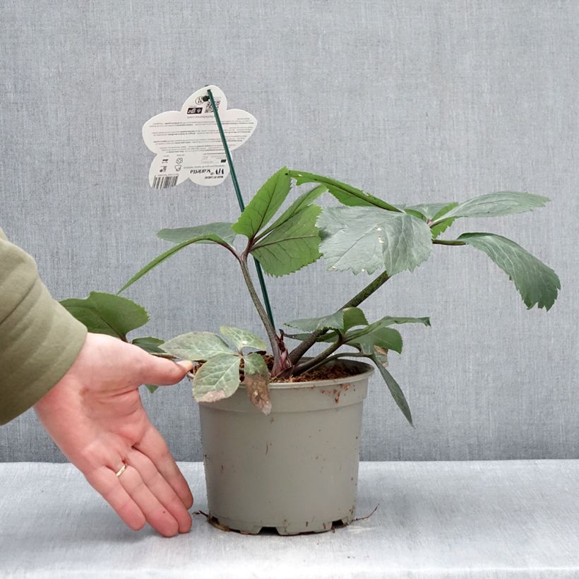 Eléboro oriental ViV Scarletta Maceta 1L/1,5L Ejemplar entregado en invierno