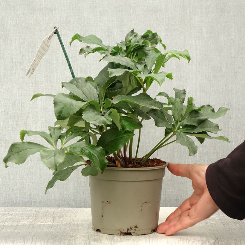 Ejemplar de Eléboro oriental ViV Stefania Maceta 2L/3L entregado en otoño