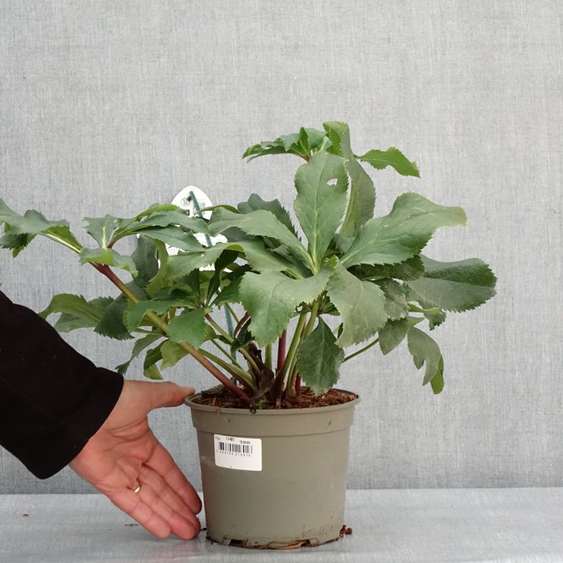 Eléboro oriental ViV Stefania Maceta 2L/3L Ejemplar entregado en invierno