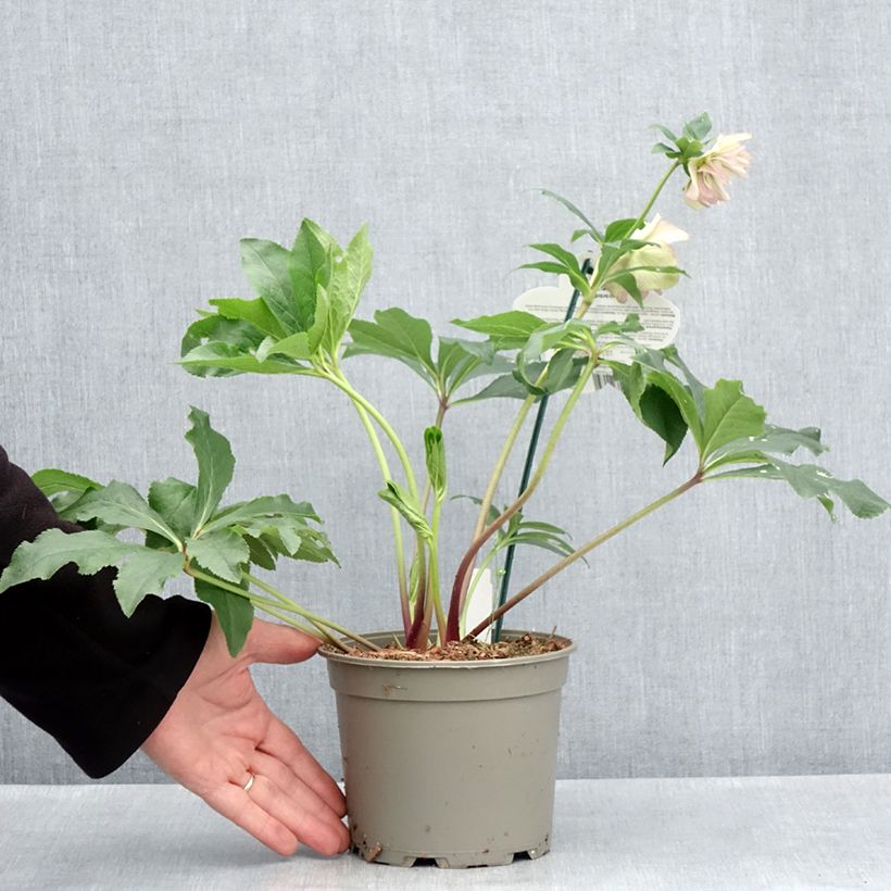 Eléboro oriental ViV Suzanna Maceta 2L/3L Ejemplar entregado en la primavera