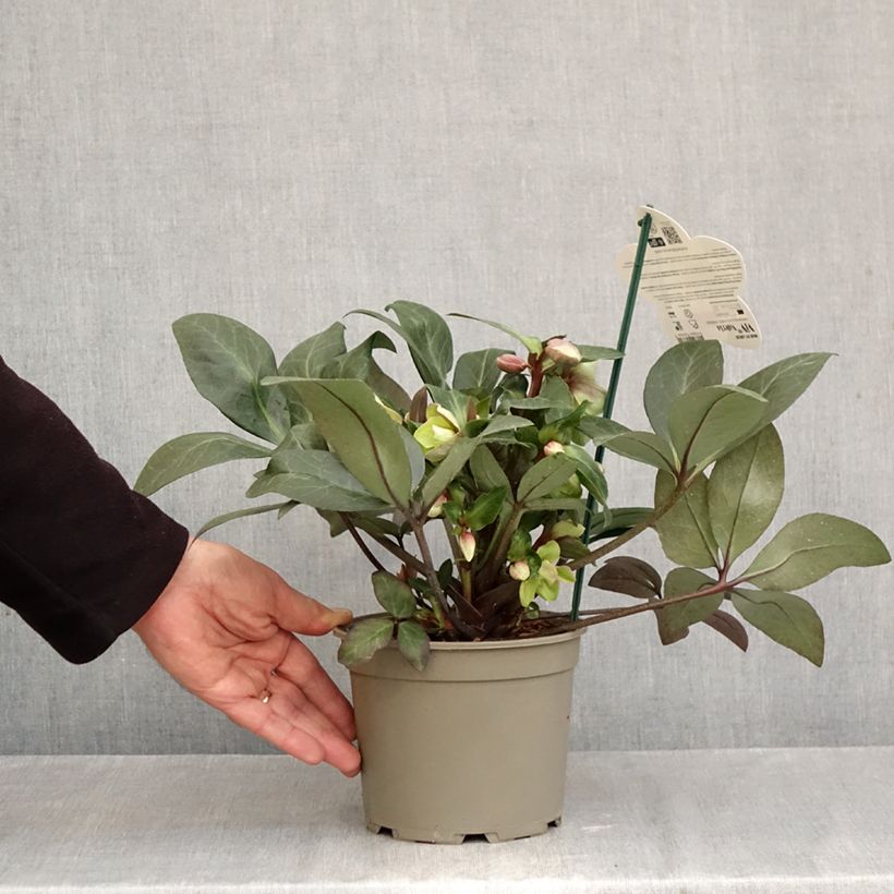 Ejemplar de Eléboro oriental ViV Valeria Maceta 1L/1,5L entregado en otoño