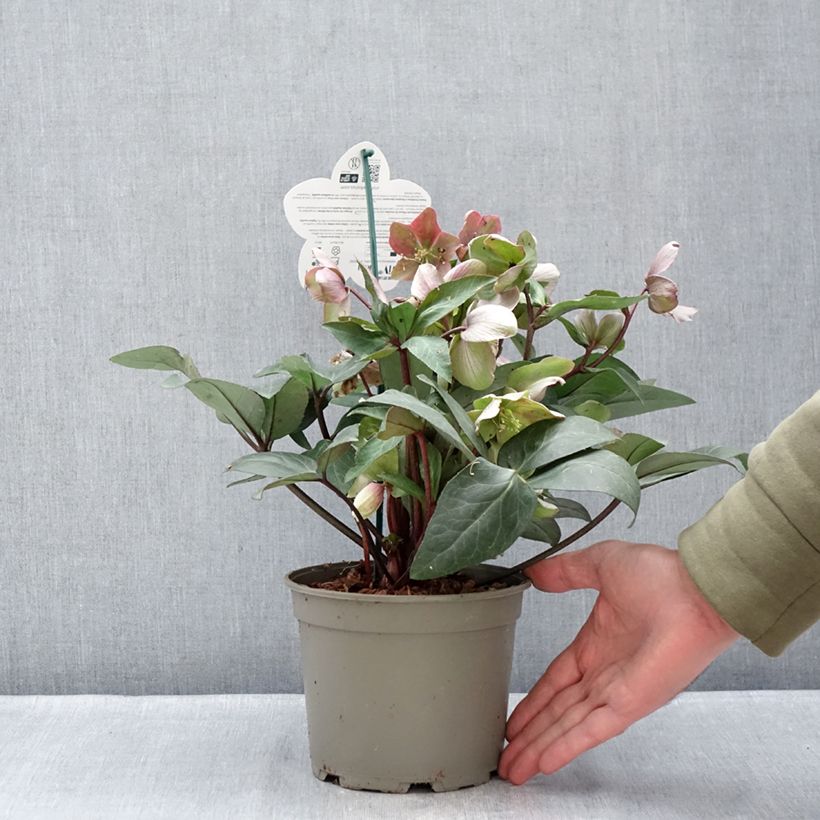 Eléboro oriental ViV Valeria Maceta 1L/1,5L Ejemplar entregado en invierno