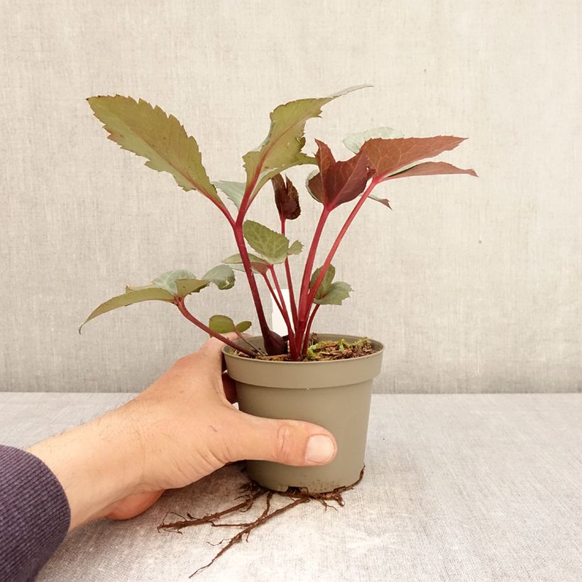 Eléboro sternii Flame Maceta de 12 cm / 13 cm Ejemplar entregado en la primavera