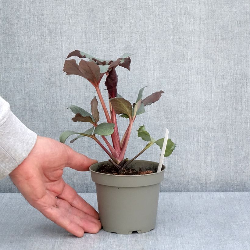 Eléboro sternii Grey Star Maceta 1L/1,5L Ejemplar entregado en la primavera