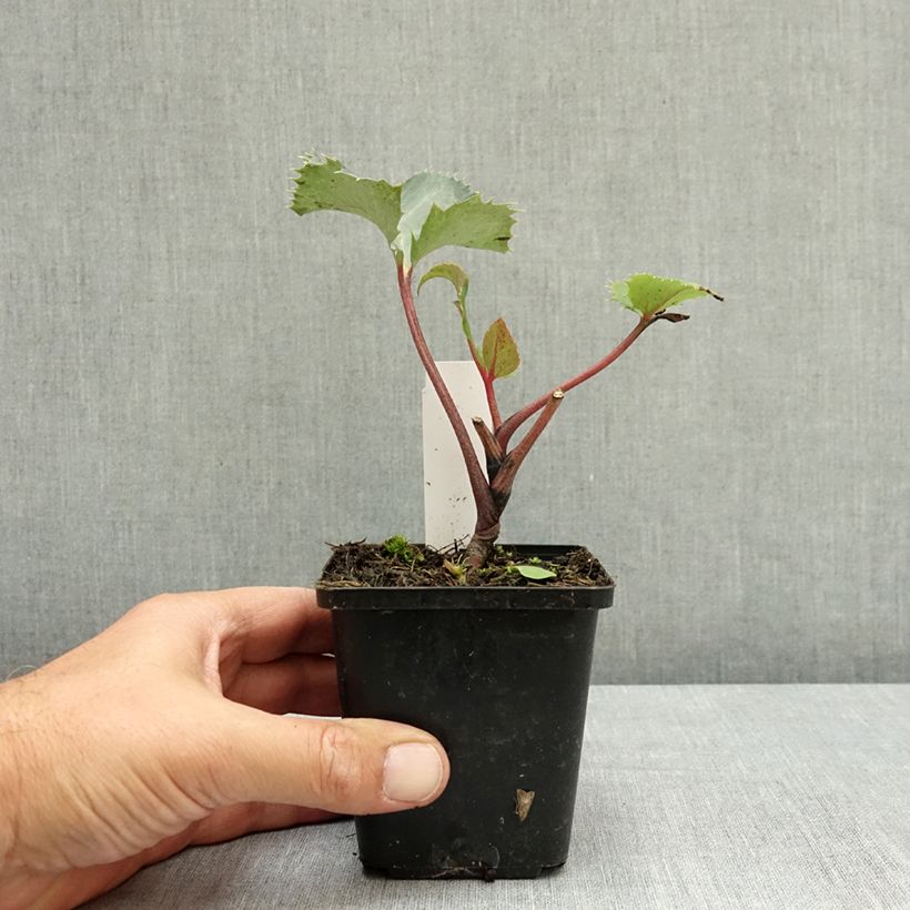 Ejemplar de Eléboro de Stern - Helleborus sternii Maceta de 8/9 cm entregado en verano