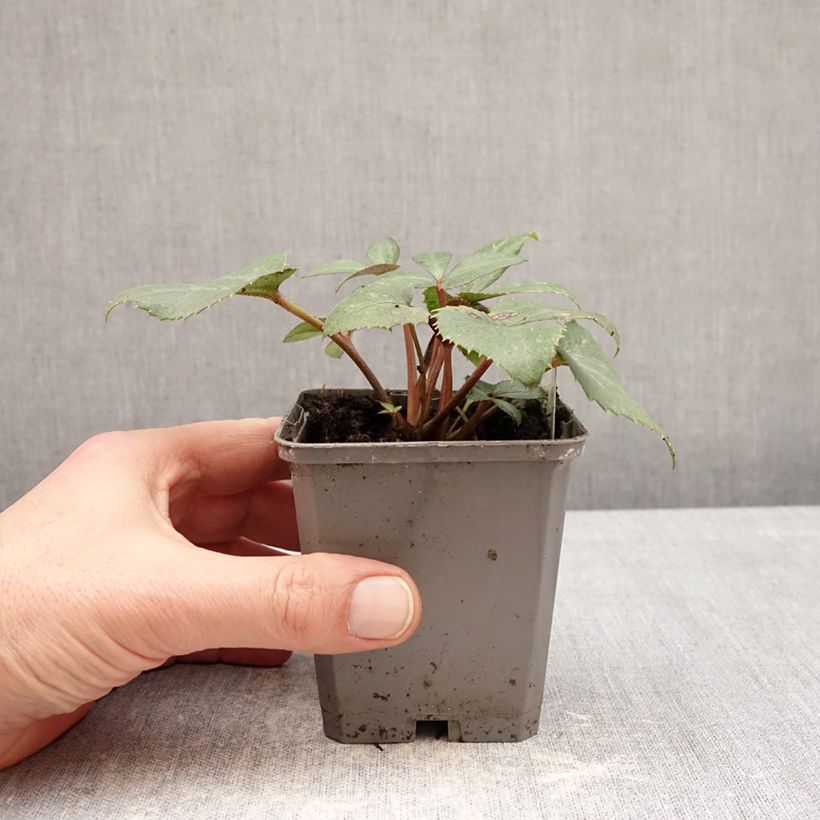 Eléboro de Stern - Helleborus sternii Maceta de 8/9 cm Ejemplar entregado en invierno