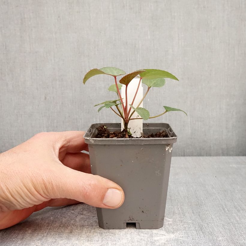 Eléboro de Stern - Helleborus sternii Maceta de 8/9 cm Ejemplar entregado en la primavera