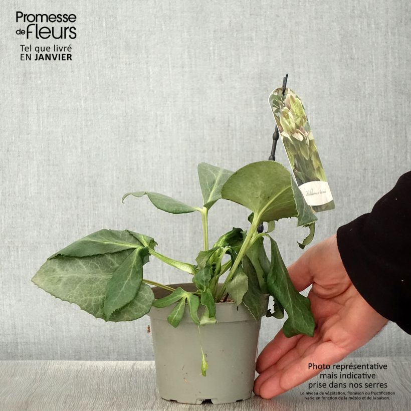 Eléboro de Stern - Helleborus sternii Maceta de 12 cm / 13 cm Ejemplar entregado en invierno