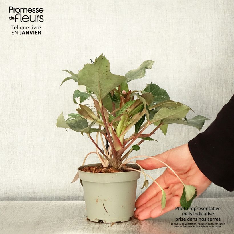 Eléboro de Stern - Helleborus sternii Maceta 1L/1,5L Ejemplar entregado en invierno