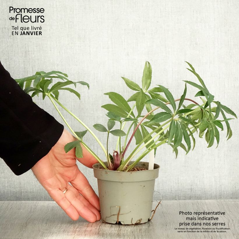 Helleboro torquato Party Dress Hybriden Maceta de 12 cm / 13 cm Ejemplar entregado en invierno