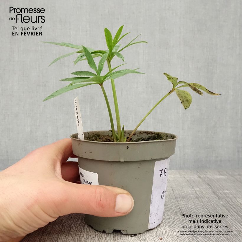 Helleboro torquato - Helleborus torquatus Maceta de 12 cm / 13 cm Ejemplar entregado en invierno