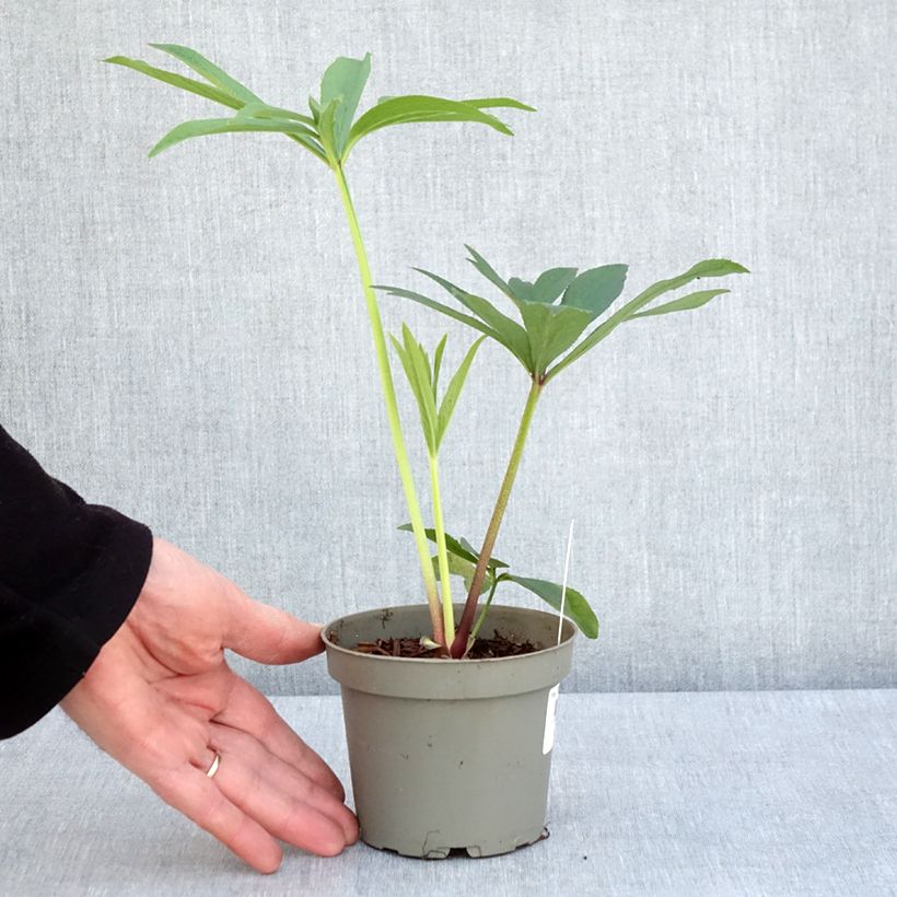 Helleborus orientalis subsp. abchasicus Maceta de 12 cm / 13 cm Ejemplar entregado en la primavera