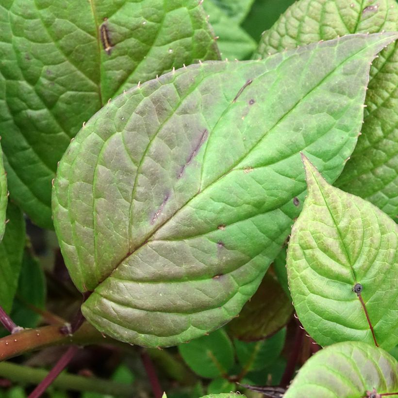 Helwingia japonica (Hembra) (Follaje)