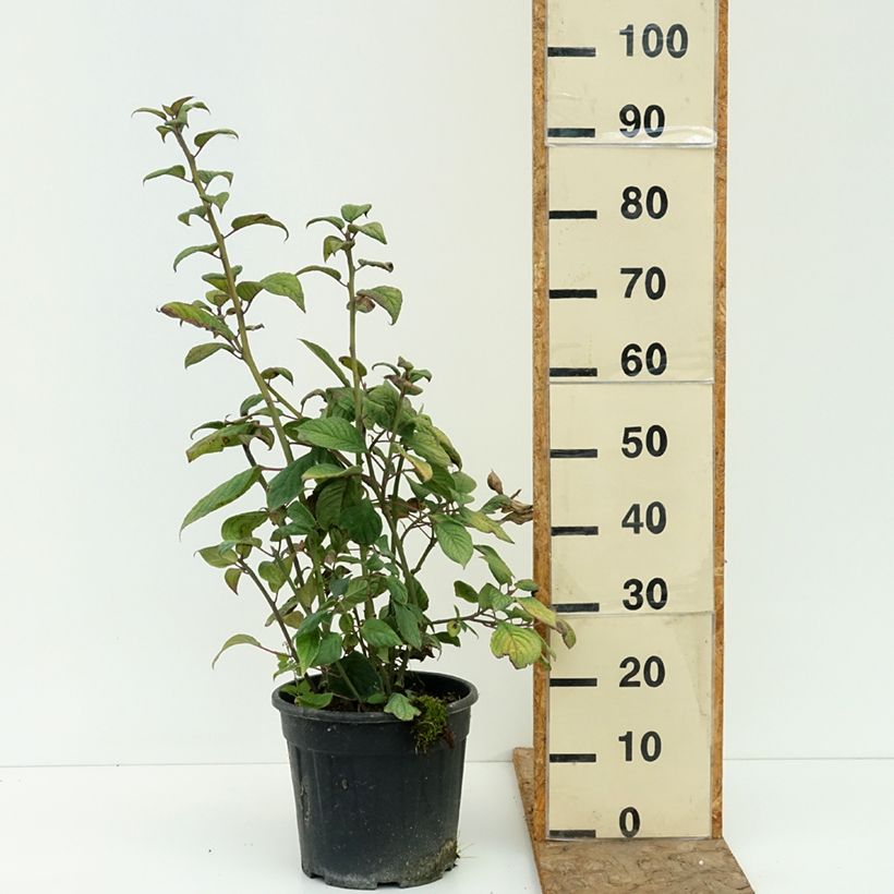 Ejemplar de Helwingia japonica (Hembra) Maceta 7,5L/10L entregado en verano