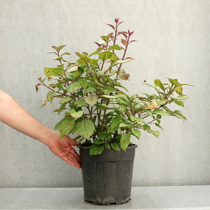 Helwingia japonica (Hembra) Maceta 7,5L/10L Ejemplar entregado en la primavera