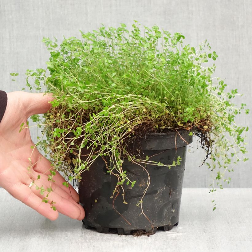 Ejemplar de Helxine soleirolii - Soleirolia Maceta 2L/3L entregado en otoño