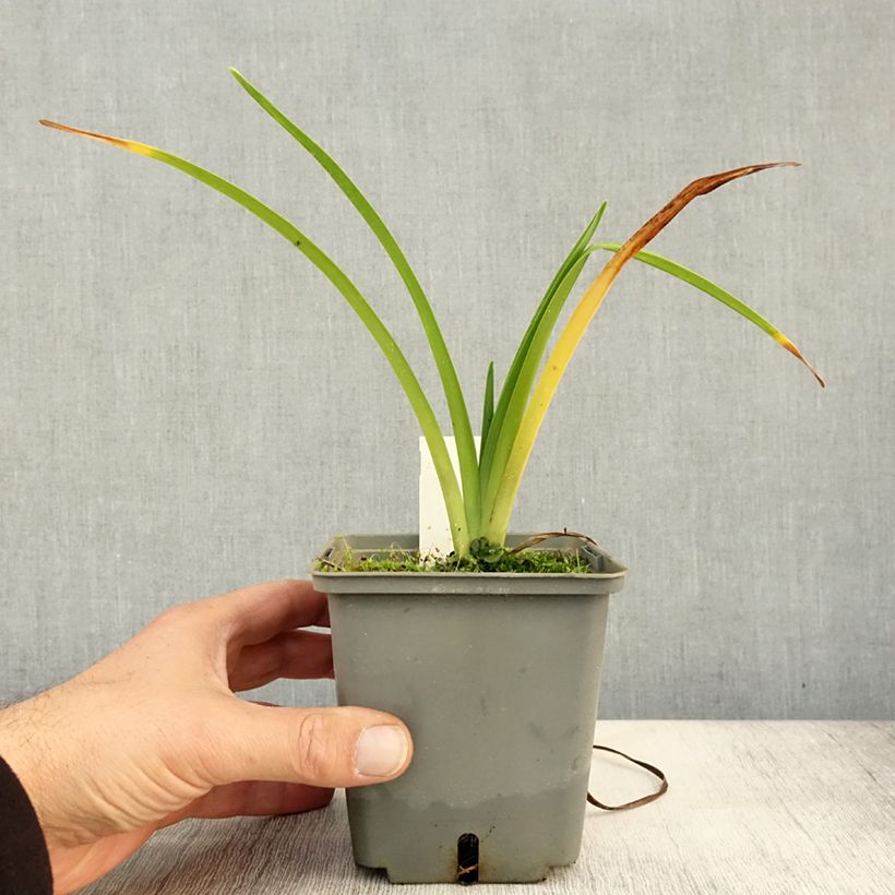 Ejemplar de Hemerocallis Alaqua Maceta 1L/1,5L entregado en otoño