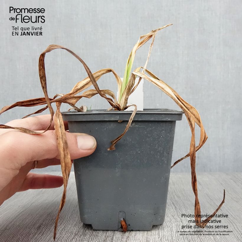 Hemerocallis Alaqua Maceta 1L/1,5L Ejemplar entregado en invierno