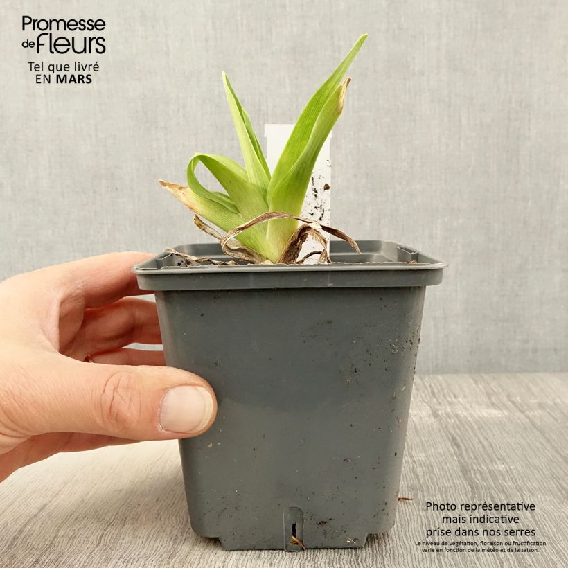 Hemerocallis Alaqua Maceta 1L/1,5L Ejemplar entregado en la primavera