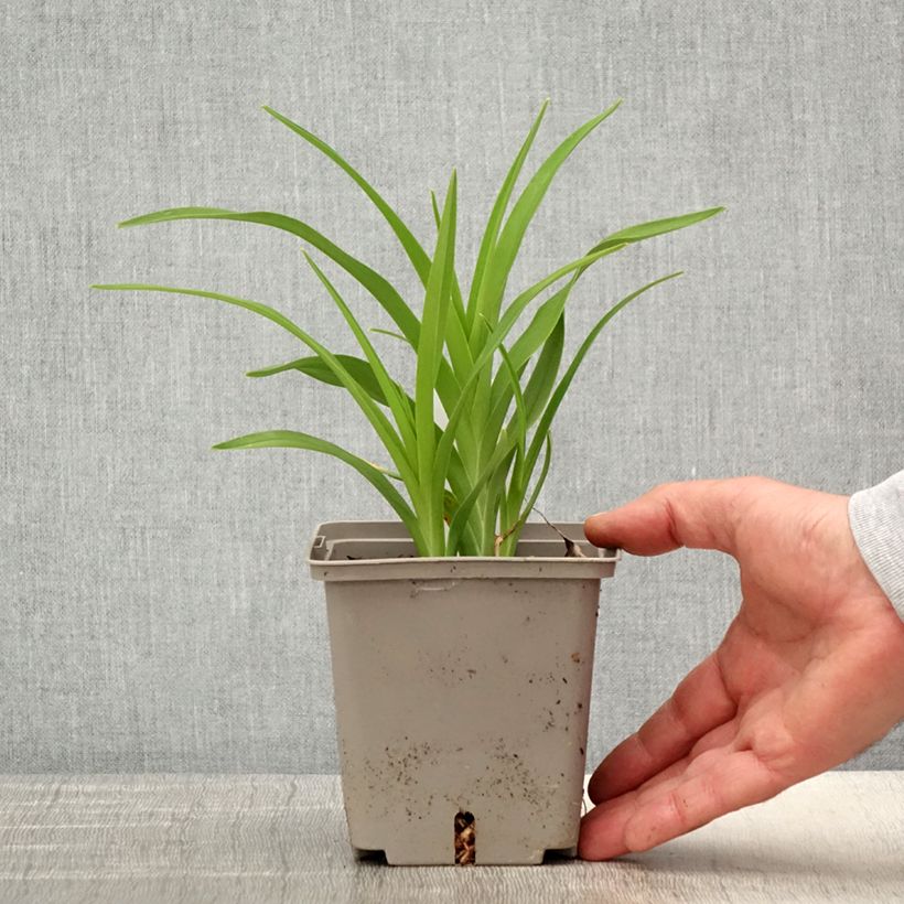 Hemerocallis Amerstone Amethyst Jewel Maceta 1L/1,5L Ejemplar entregado en la primavera