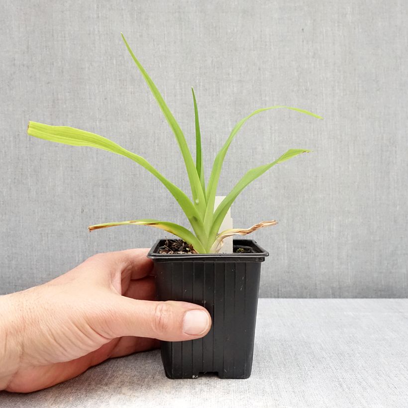 Hemerocallis Apricot Beauty Maceta de 8/9 cm Ejemplar entregado en la primavera