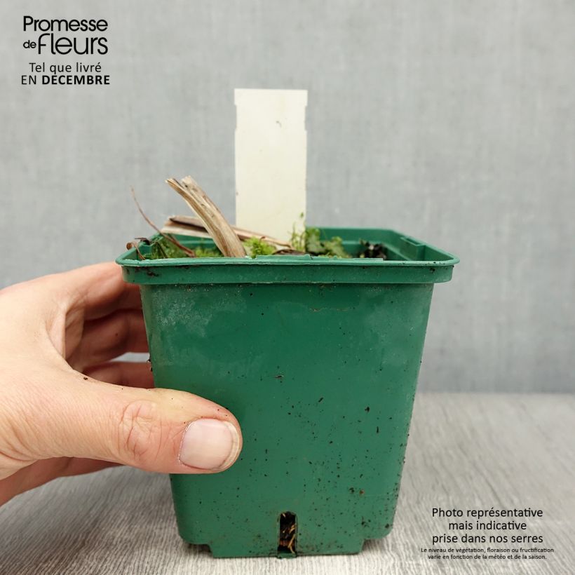 Hemerocallis Arctic Snow Maceta 1L/1,5L Ejemplar entregado en invierno