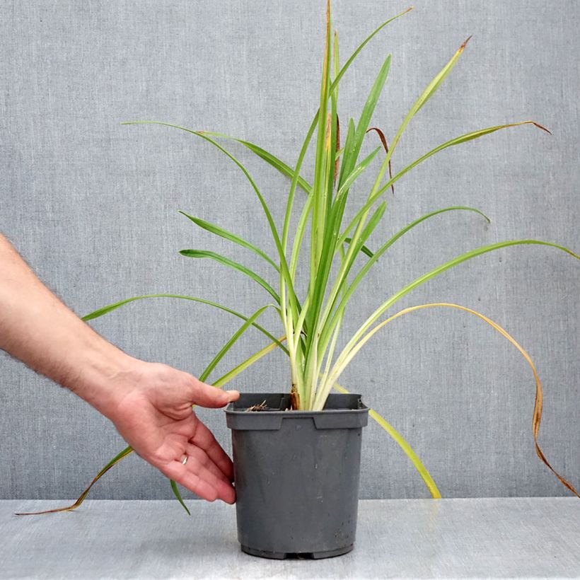 Ejemplar de Hemerocalis Bakabana Maceta 2L/3L entregado en otoño