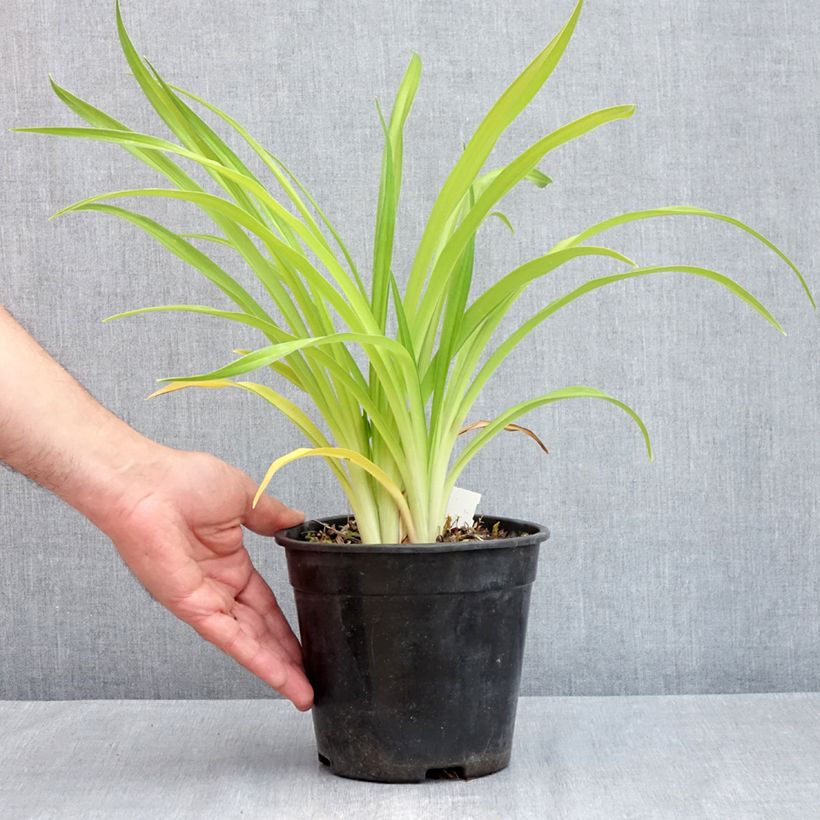 Hemerocalis Bakabana Maceta 2L/3L Ejemplar entregado en la primavera