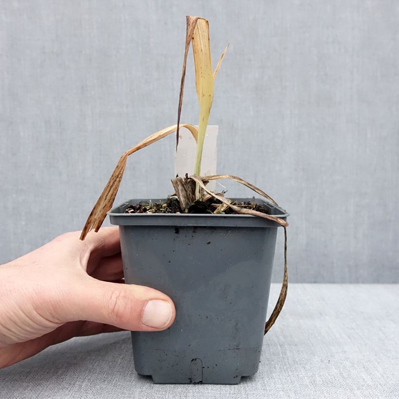 Hemerocallis Baracuda Bay Maceta 1L/1,5L Ejemplar entregado en invierno