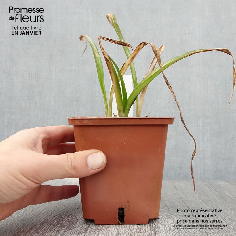 Hemerocallis Barbara Mitchell Maceta 1L/1,5L Ejemplar entregado en invierno