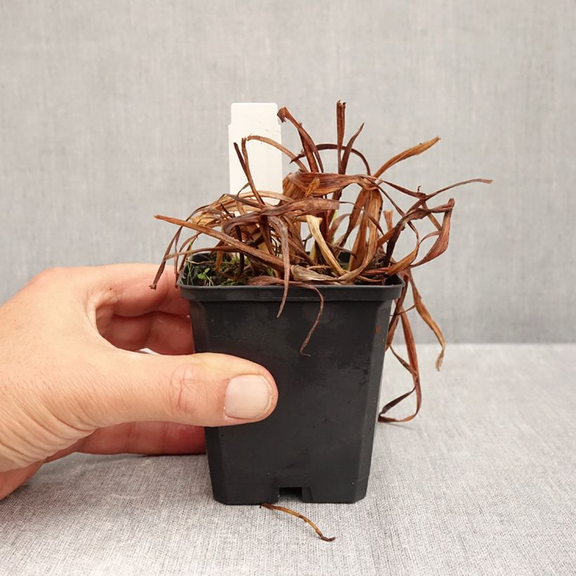 Ejemplar de Hemerocallis Bonanza Maceta de 8/9 cm entregado en otoño