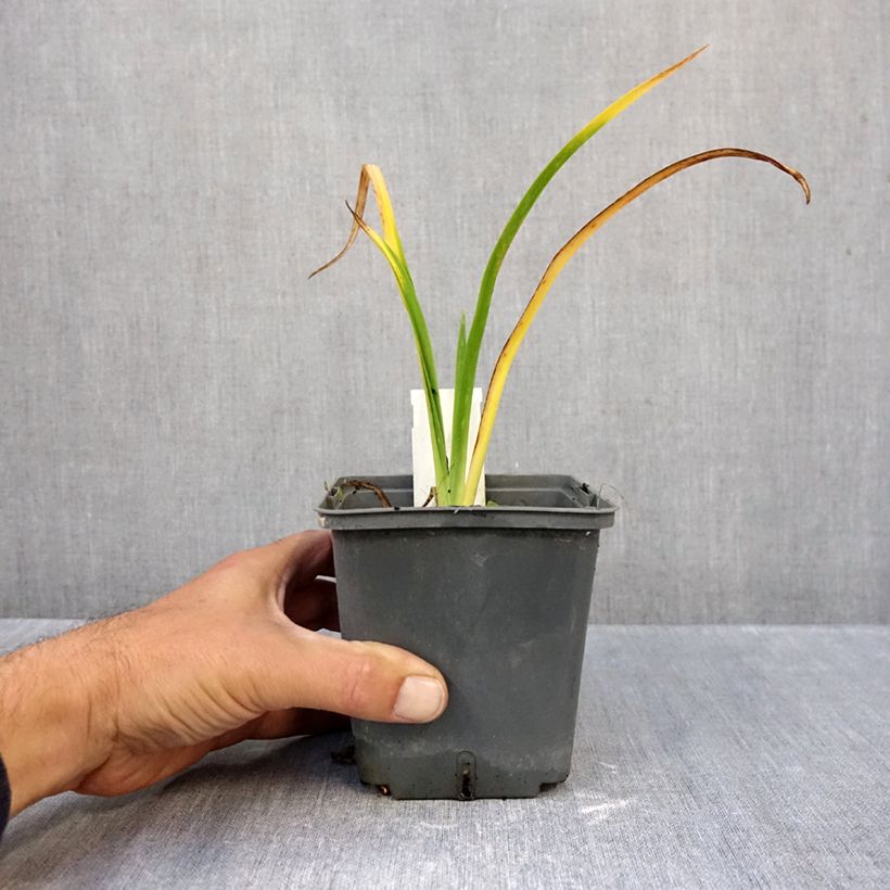 Ejemplar de Hemerocallis Calico Jack Maceta 1L/1,5L entregado en otoño