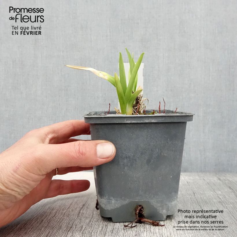 Hemerocallis Calico Jack Maceta 1L/1,5L Ejemplar entregado en invierno
